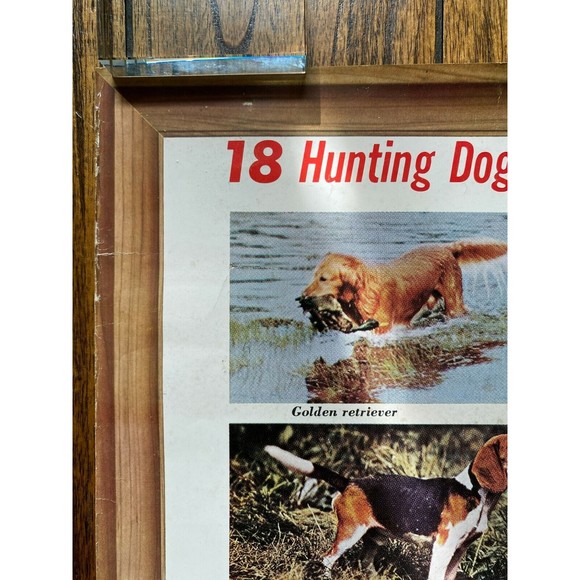 Friskies 18 Hunting Dogs Poster Outdoor Life Photos VINTAGE (20) - Picture 2 of 7